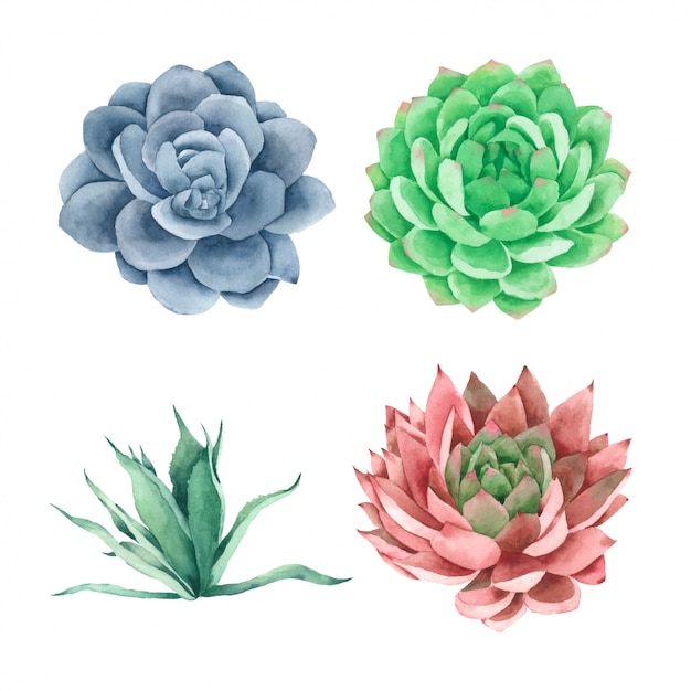 Succulents Cactus Hand Pained in watercolor collection