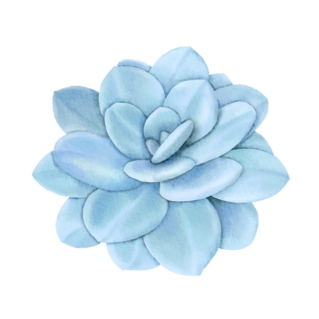 succulents echeveria laui blue digital painting