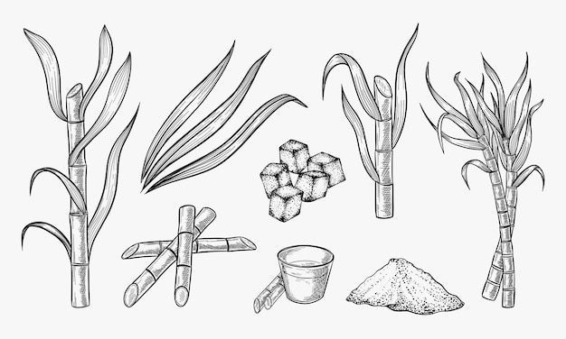 Vector sugar cane plant and leaves sketch vector illustration natural organic sweetener hand drawn isolated design elements