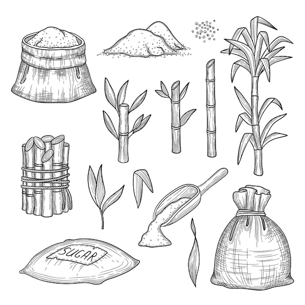 Vector sugar cane. plants leaves fresh farm engraving harvest sugar hand drawn illustrations set. sugarcane natural, cane sugar harvest, organic stalk