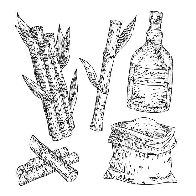 Sugar cane set sketch hand drawn vector