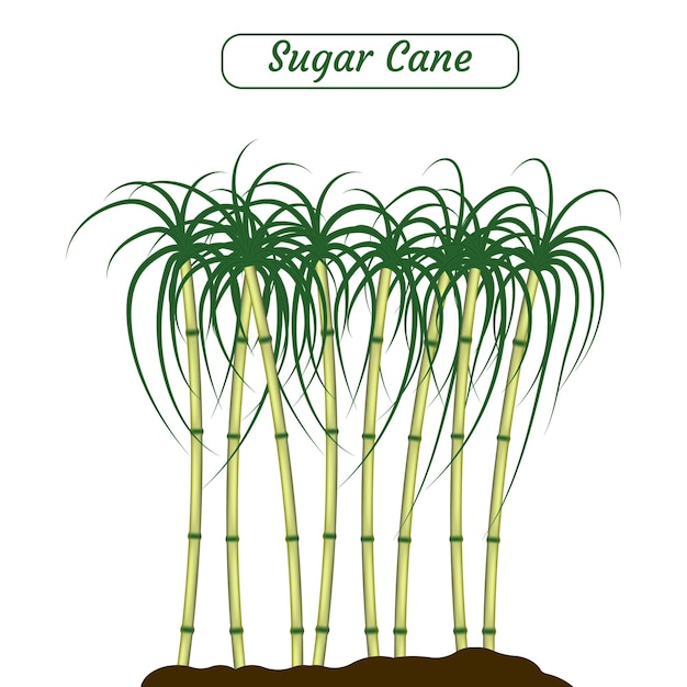 Sugar cane vector illustration created on white background