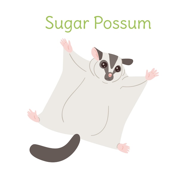 Vector the sugar possum is flying australian bird in a simple style flat vector illustration