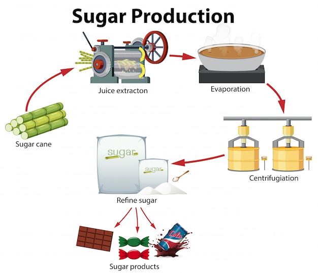 Vector a sugar production diagram