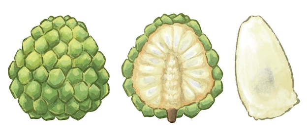 SugarApple illustration