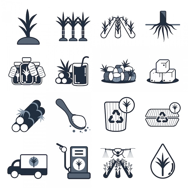 Sugarcane icon set