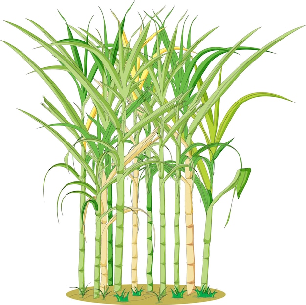 Sugarcane plant isolated vector illustration