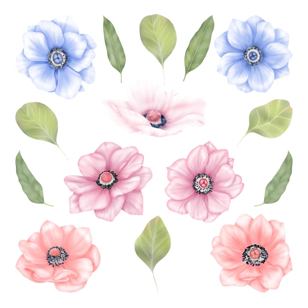 Summer anemone flowers in blue and pink and green leaves