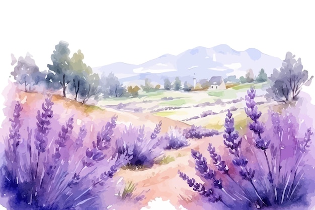 Summer landscape of blooming lavender flowers fields Vector illustration design