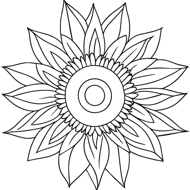 sun flower detailed vector illustration line art