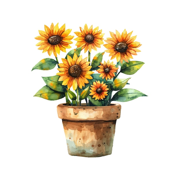 sun flowers on pot vector illustration in watercolor style