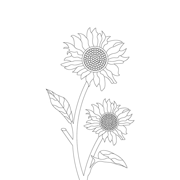 sunflower coloring page With line art flower sketch vector design and illustration