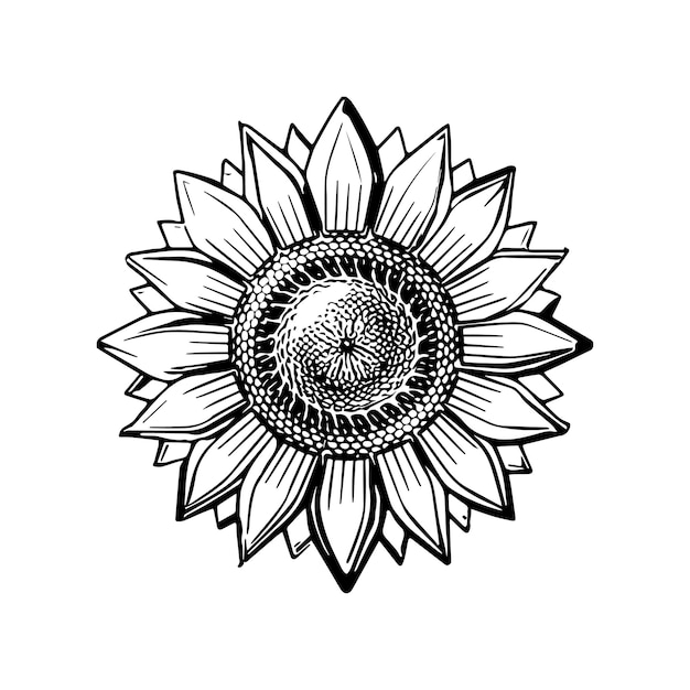 Sunflower coloring pages Sunflower outline vector