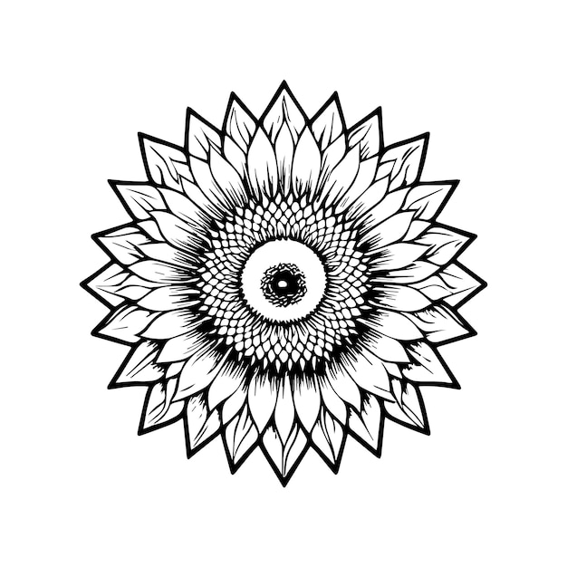 Sunflower coloring pages Sunflower outline vector