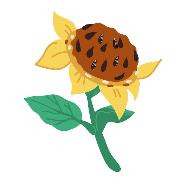 Sunflower decorative hand drawn element for food and cosmetic