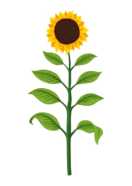 Sunflower growth stage mature plant Agriculture plant development Harvest animation progression phase