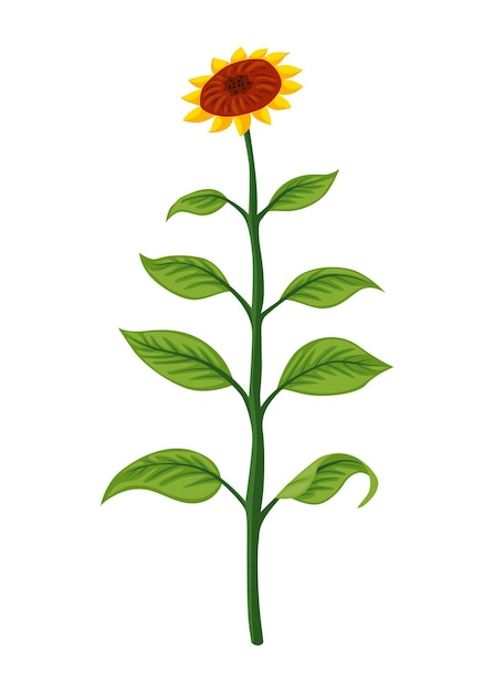 Sunflower growth stage mature plant Agriculture plant development Harvest animation progression phase