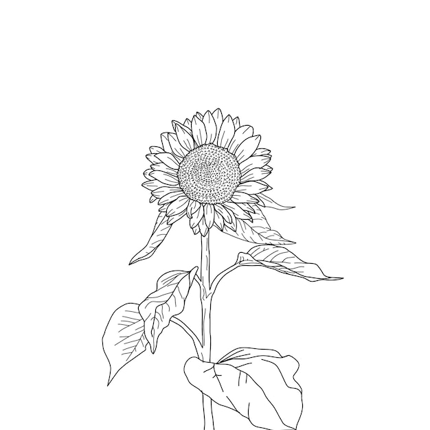 sunflower hand drawing sketch sunflower sunflower doodle sunflower line art