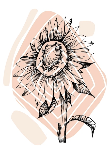 Sunflower hand Painted Illustrations for Wall Decoration minimalist flower in sketch style