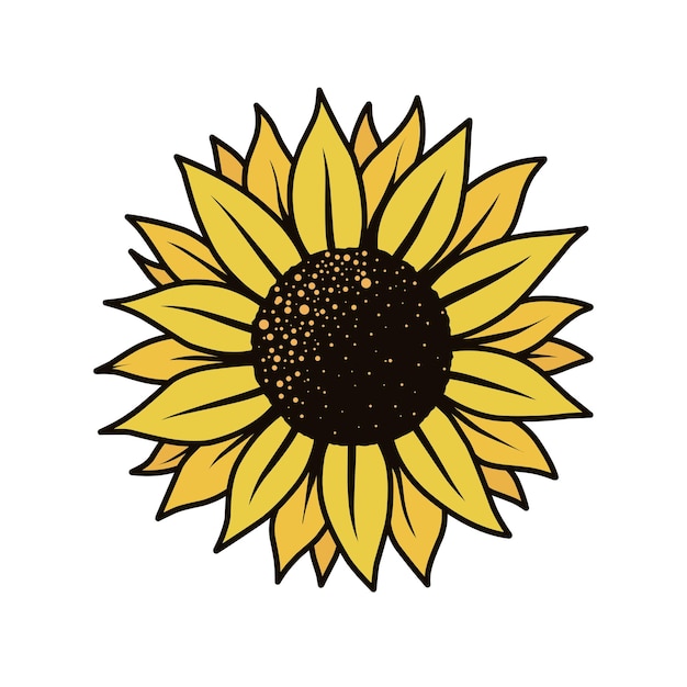 sunflower illustration