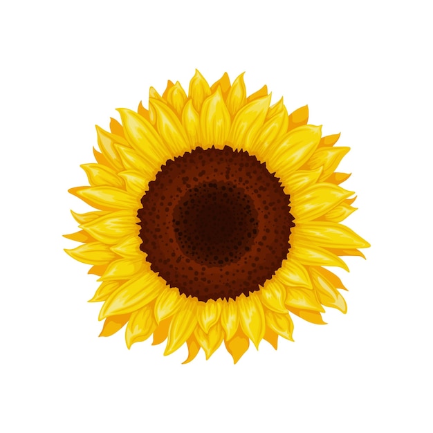 Sunflower Image of a sunflower flower Yellow sunflower Bright yellow sunny flower Vector illustration isolated on a white background