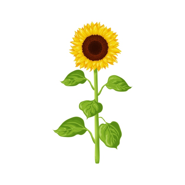 Sunflower Image of a sunflower The stem and flower of a sunflower with green leaves Vector illustration isolated on a white background