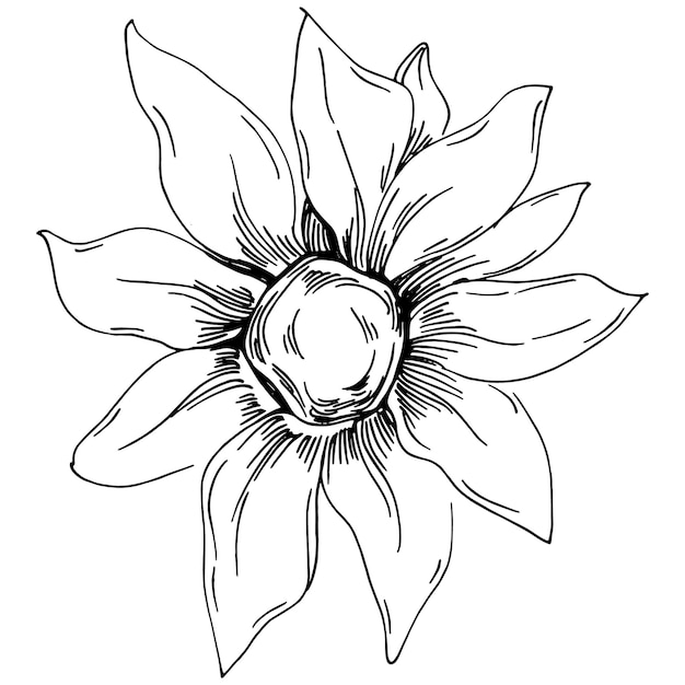 Sunflower Isolated sketch