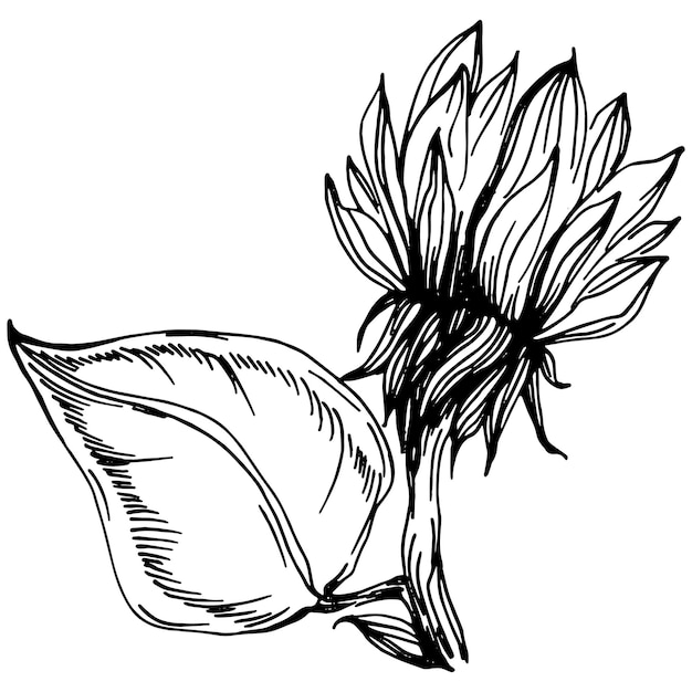 Sunflower Isolated sketch