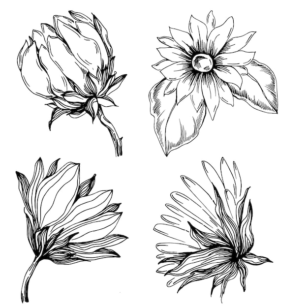 Sunflower Isolated sketch