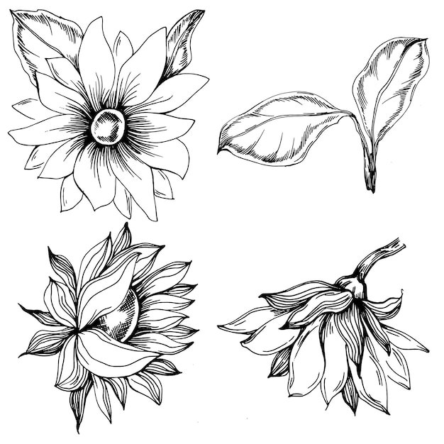 Sunflower Isolated sketch