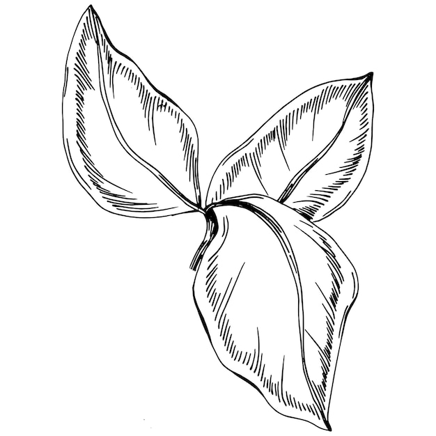 Sunflower Isolated sketch