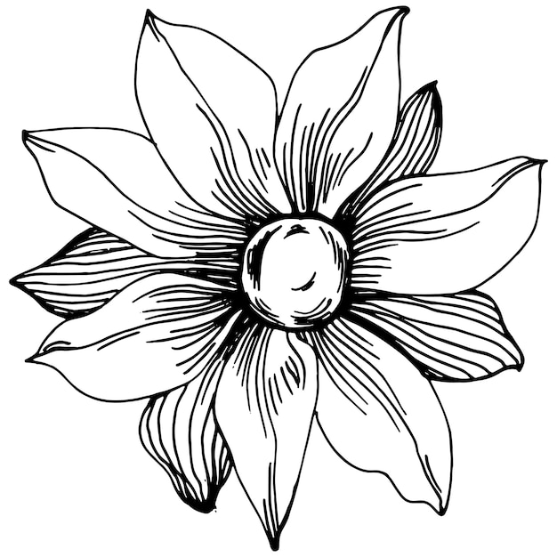 Sunflower Isolated sketch