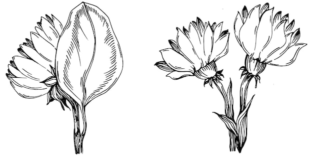 Sunflower Isolated sketch