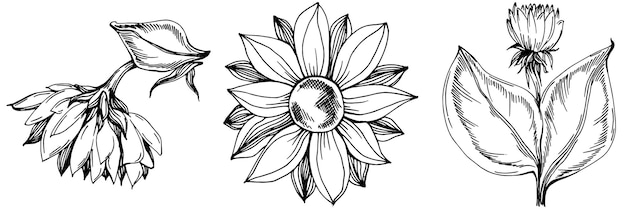 Sunflower Isolated sketch