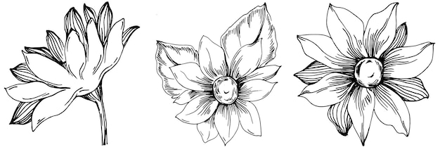 Sunflower Isolated sketch