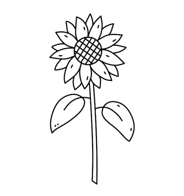 Sunflower isolated on a white background hand drawn illustration in doodle style Botanical clipart