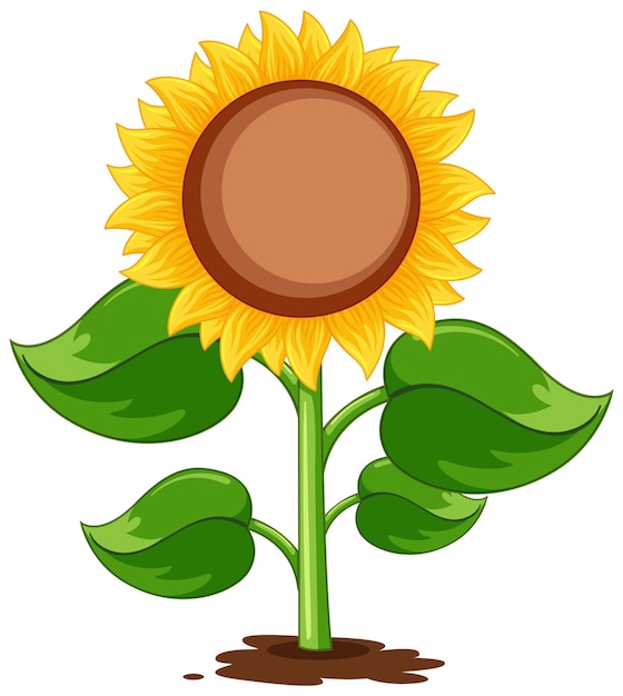 Sunflower plant cartoon isolated