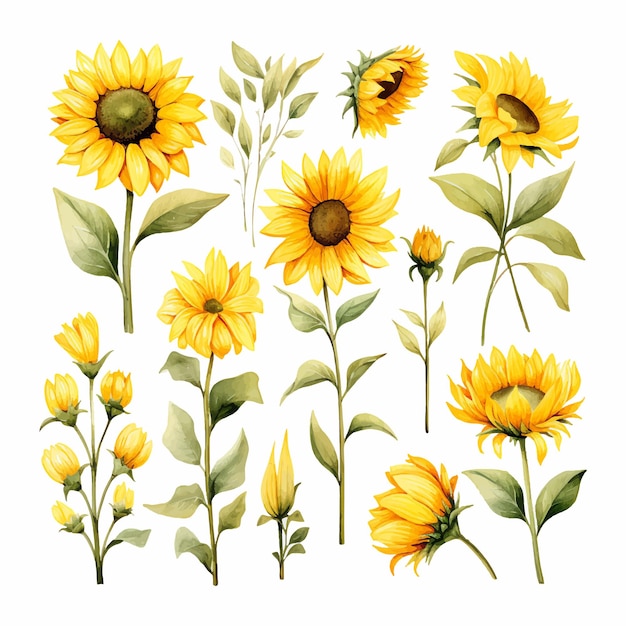 Sunflower set Hand drawn watercolor illustration isolated on white background