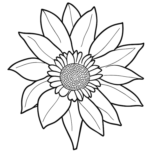 sunflower vector illustration line art