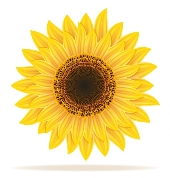 Sunflower vector illustration