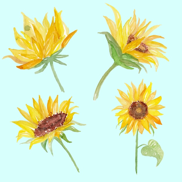 Sunflower watercolor flower background