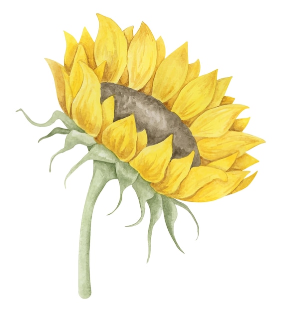 Sunflower watercolor hand drawn illustration Botanical clipart