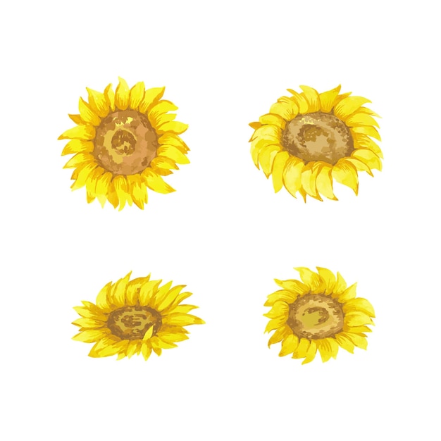 Sunflower watercolor illustration