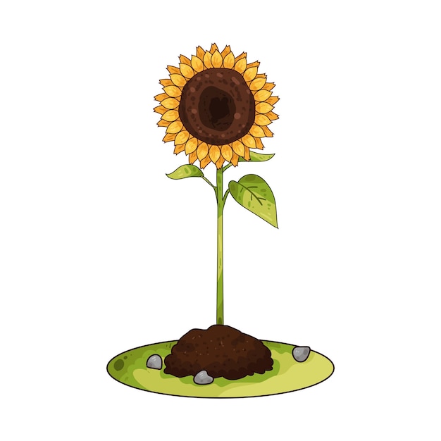 Sunflower