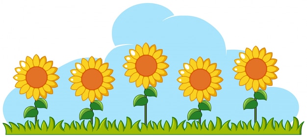 Sunflowers in garden on white background