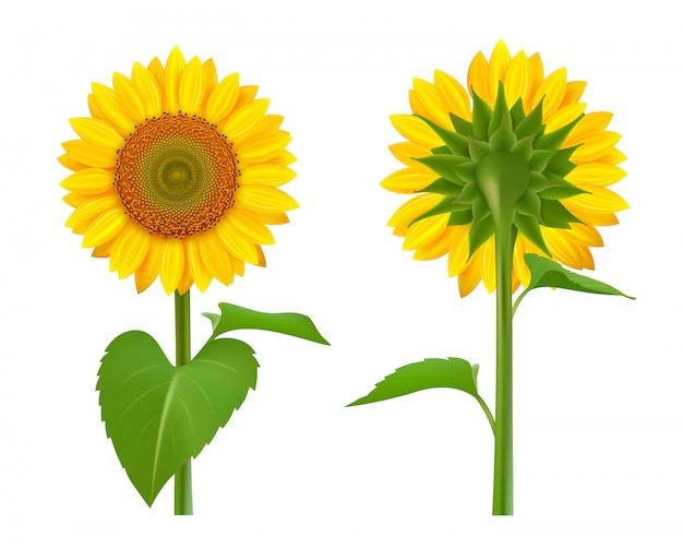 Sunflowers realistic. Summer botanical floral collection of sunflowers yellow bouquet seeds pictures