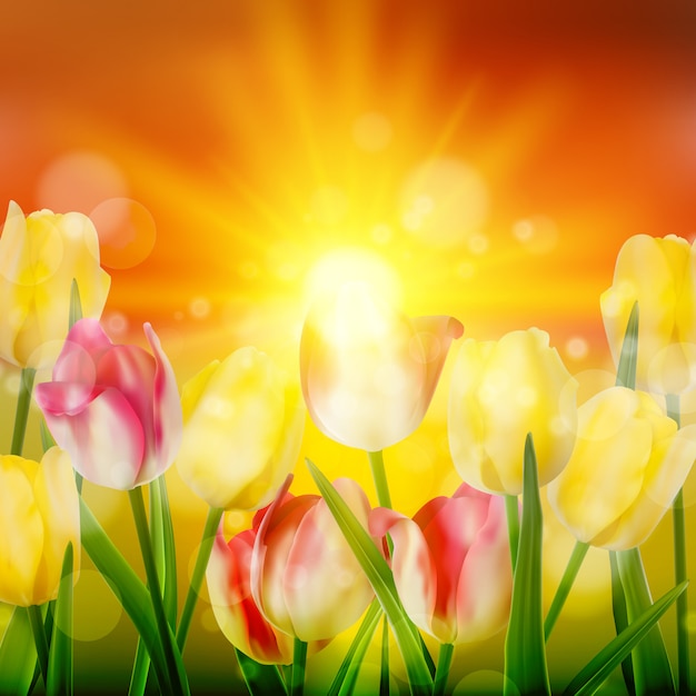 Sunset Over Field of Colorful Tulip. 