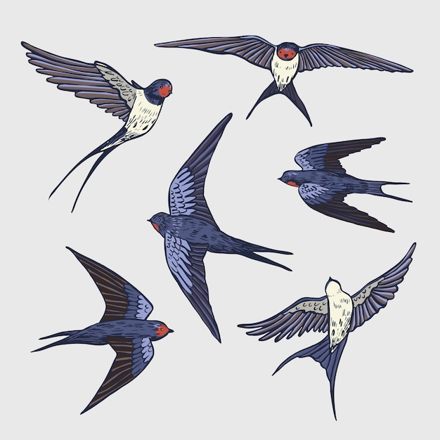 Swallow bird vector illustrations set