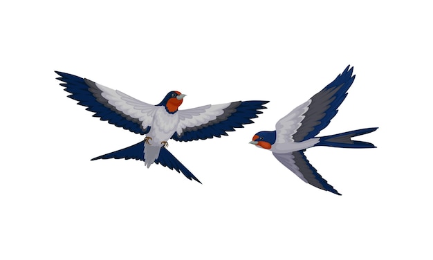 Vector swallow or martin as passerine bird with long pointed wings vector set