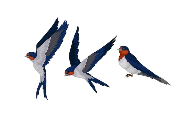 Vector swallow or martin as passerine bird with long pointed wings vector set